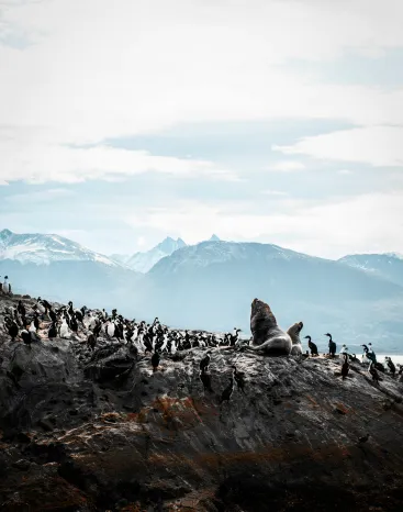 Lobos marinos. viaje en auto por la Patagonia