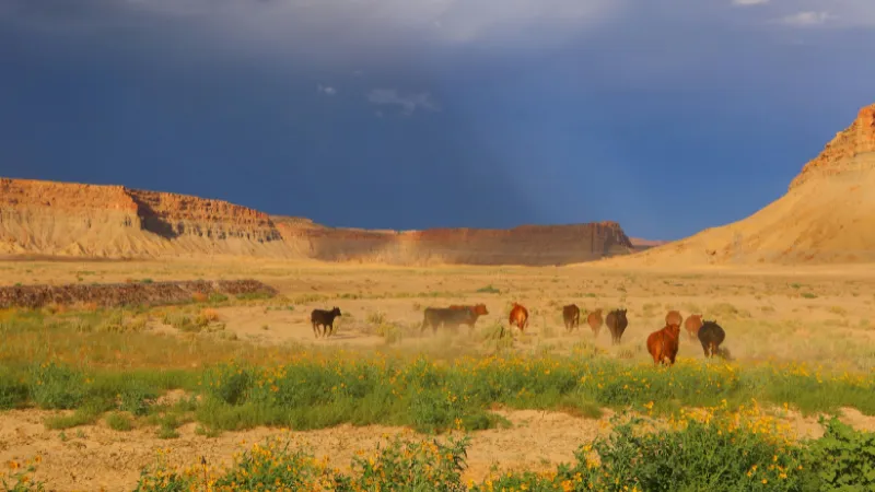 Viste del oeste de EEUU