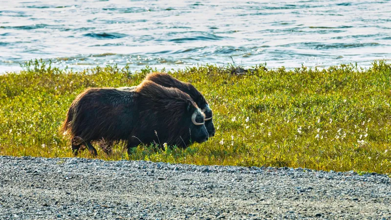 fauna salvaje en la Dalton Highway Alaska