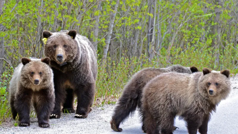 Alaska parques nacionales fauna salvaje